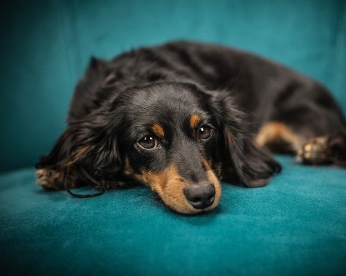 higienização e limpeza de sofa alphaville